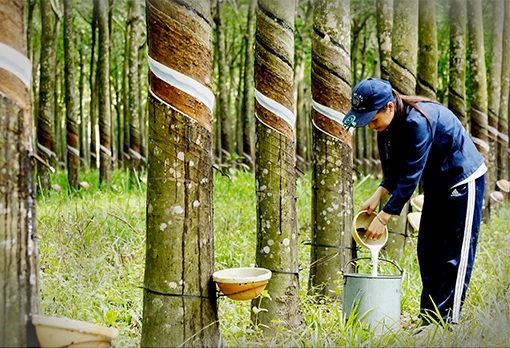 TT cao su châu Á ngày 13/9/2018: Giá tại Tokyo cao nhất 1 tuần